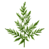 Mugwort