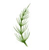 Horsetail