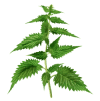 Nettle leaf