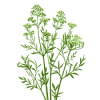 Yarrow