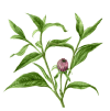 Coneflower