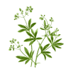 Woodruff